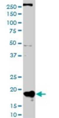 Western Blot: RPB8 Antibody (3G6-1A4) [H00005437-M01] - POLR2H monoclonal antibody (M01), clone 3G6-1A4. Analysis of POLR2H expression in HepG2.