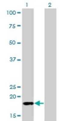 Western Blot: RPB8 Antibody (3G6-1A4) [H00005437-M01] - Analysis of POLR2H expression in transfected 293T cell line by POLR2H monoclonal antibody (M01), clone 3G6-1A4.Lane 1: POLR2H transfected lysate(17.1 KDa).Lane 2: Non-transfected lysate.