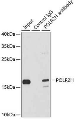 Immunohistochemistry-Paraffin: RPB8 Antibody [NBP2-93995] - Analysis of 200ug extracts of MCF7 cells using RPB8 at a dilition of 1:1000.