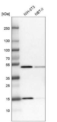 Western Blot: RPB8 Antibody [NBP1-80816] - Analysis in mouse cell line NIH-3T3 and rat cell line NBT-II.