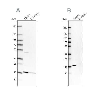 Western Blot: RPB8 Antibody [NBP1-80816] - Analysis using Anti-POLR2H antibody NBP1-80816 (A) shows similar pattern to independent antibody NBP2-76548 (B).