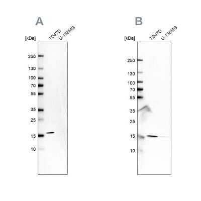 Western Blot: RPB8 Antibody [NBP2-76548] - Analysis using Anti-POLR2H antibody NBP2-76548 (A) shows similar pattern to independent antibody NBP1-80816 (B).