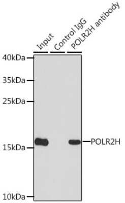 Western Blot: RPB8 Antibody [NBP2-95227] - Analysis of 200ug extracts of MCF7 cells using RPB8 at a dilition of 1:1000.