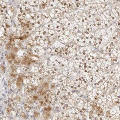 Immunohistochemistry-Paraffin: RPC62 Antibody [NBP1-87110] - Staining of human adrenal gland shows moderate cytoplasmic and nuclear positivity in cortical cells.