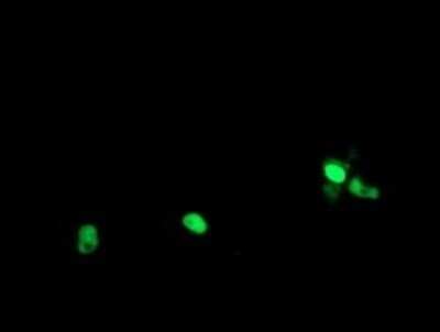 Immunocytochemistry/Immunofluorescence: RPC62 Antibody (OTI2H1) - Azide and BSA Free [NBP2-73942] - Analysis of COS7 cells transiently transfected by pCMV6-ENTRY RPC62.
