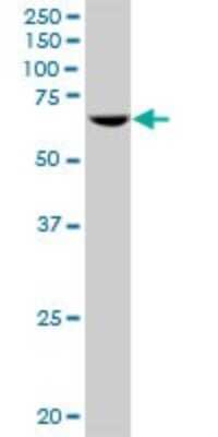 Western Blot: RPC62 Antibody [H00010623-B01P] - Analysis of POLR3C expression in Hela S3 NE.