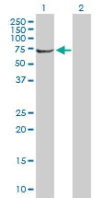 Western Blot: RPC62 Antibody [H00010623-B01P] - Analysis of POLR3C expression in transfected 293T cell line by POLR3C polyclonal antibody.  Lane 1: POLR3C transfected lysate(58.74 KDa). Lane 2: Non-transfected lysate.