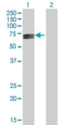 Western Blot: RPC62 Antibody [H00010623-B03P] - Analysis of POLR3C expression in transfected 293T cell line. Lane 1: POLR3C transfected lysate (58.74 KDa). Lane 2: Non-transfected lysate.