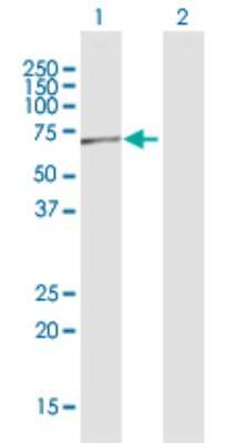 Western Blot: RPC62 Antibody [H00010623-D01P] - Analysis of POLR3C expression in transfected 293T cell line by POLR3C polyclonal antibody.Lane 1: POLR3C transfected lysate(60.60 KDa).Lane 2: Non-transfected lysate.