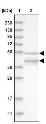 Western Blot: RPC62 Antibody [NBP1-87110] - Lane 1: Marker  [kDa] 230, 130, 95, 72, 56, 36, 28, 17, 11.  Lane 2: Human cell line RT-488