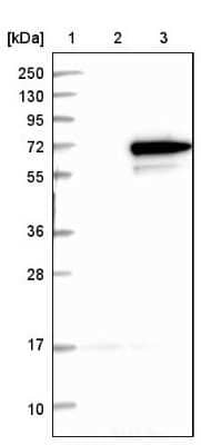 Western Blot: RPC62 Antibody [NBP1-87111] - Lane 1: Marker [kDa] 250, 130, 95, 72, 55, 36, 28, 17, 10Lane 2: Negative control (vector only transfected HEK293T lysate)Lane 3: Over-expression lysate (Co-expressed with a C-terminal myc-DDK tag (~3.1 kDa) in mammalian HEK293T cells).