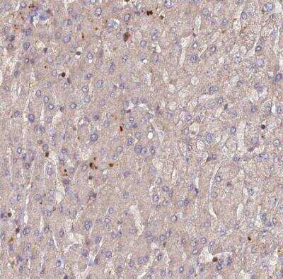 Immunohistochemistry-Paraffin RPIA Antibody - BSA Free