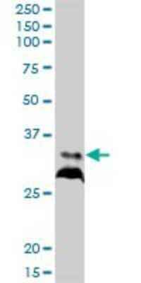 Western Blot: RPIA Antibody [H00022934-B01P] - Analysis of RPIA expression in Jurkat.