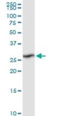 Western Blot: RPIA Antibody [H00022934-D01P] - Analysis of RPIA expression in HepG2.