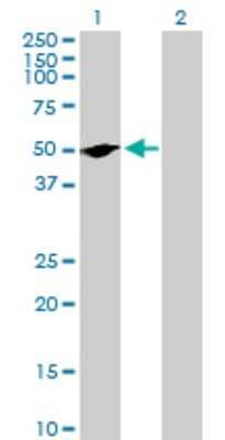 Western Blot: RPIP8 Antibody [H00010900-B01P] - Analysis of RUNDC3A expression in transfected 293T cell line by RUNDC3A polyclonal antibody.  Lane 1: RPIP8 transfected lysate(44.55 KDa). Lane 2: Non-transfected lysate.