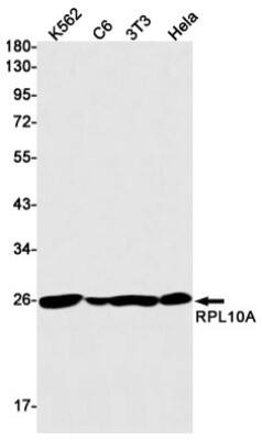 Western Blot: RPL10A Antibody (S08-9H8) [NBP3-19763] - Western blot detection of RPL10A in K562, C6, 3T3, Hela cell lysates using NBP3-19763 (1:1000 diluted). Predicted band size: 25kDa. Observed band size: 25kDa.