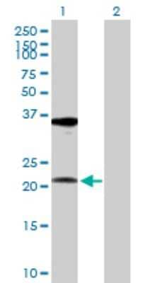 Western Blot: RPL10A Antibody [H00004736-D01P] - Analysis of RPL10A expression in transfected 293T cell line by RPL10A polyclonal antibody.Lane 1: RPL10A transfected lysate(24.80 KDa).Lane 2: Non-transfected lysate.