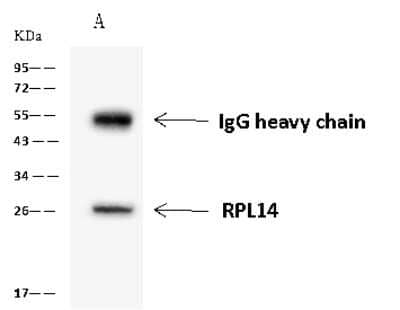 Immunoprecipitation: RPL14 Antibody [NBP2-97838] - RPL14 was immunoprecipitated using: Lane A: 0.5 mg HeLa Whole Cell Lysate 4 ul anti-RPL14 rabbit polyclonal antibody and 60 ug of Immunomagnetic beads Protein A/G.  Primary antibody: Anti-RPL14 rabbit polyclonal antibody, at 1:100 dilution. Secondary antibody: Goat Anti-Rabbit IgG (H+L)/HRP at 1/10000 dilution. Developed using the ECL technique. Performed under reducing conditions. Predicted band size: 23 kDa. Observed band size: 26 kDa