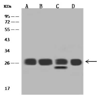 Western Blot: RPL14 Antibody [NBP2-97838] - Anti-RPL14 rabbit polyclonal antibody at 1:2000 dilution. Lane A: HeLa Whole Cell Lysate Lane B: 293 Whole Cell Lysate Lane C: Jurkat Whole Cell Lysate Lane D: MCF7 Whole Cell Lysate Lysates/proteins at 30 ug per lane. Secondary Goat Anti-Rabbit IgG (H+L)/HRP at 1/10000 dilution. Developed using the ECL technique. Performed under reducing conditions. Predicted band size: 23 kDa. Observed band size: 26 kDa