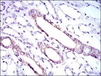 Immunohistochemistry: RPL18A Antibody (6G6G10) [NBP2-37396] - Immunohistochemical analysis of paraffin-embedded kidney tissues using RPL18A mouse mAb with DAB staining.