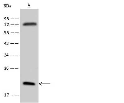 Western Blot: RPL18A Antibody [NBP2-97781] - Anti-RPL18A rabbit polyclonal antibody at 1:500 dilution. Lane A: U-251 MG Whole Cell Lysate Lysates/proteins at 30 ug per lane. Secondary Goat Anti-Rabbit IgG (H+L)/HRP at 1/10000 dilution. Developed using the ECL technique. Performed under reducing conditions. Predicted band size: 21 kDa. Observed band size: 21 kDa