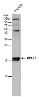 Western Blot: RPL22 Antibody [NBP3-12976] - Whole cell extract (30 ug) was separated by 15% SDS-PAGE, and the membrane was blotted with RPL22 antibody (NBP3-12976) diluted at 1:500. The signal was developed with Trident ECL plus-Enhanced.