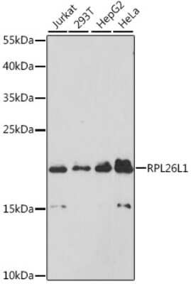 Western Blot RPL26L1 Antibody - Azide and BSA Free