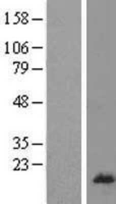 Western Blot: RPL26L1 Overexpression Lysate (Adult Normal) [NBL1-15518] Left-Empty vector transfected control cell lysate (HEK293 cell lysate); Right -Over-expression Lysate for RPL26L1.