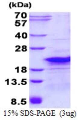 SDS-PAGE Recombinant Human RPL26L1 His Protein