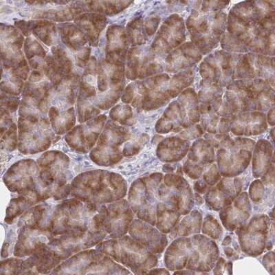 Immunohistochemistry: RPL27A Antibody [NBP2-37979] - Staining of human pancreas shows strong cytoplasmic positivity in exocrine glandular cells.