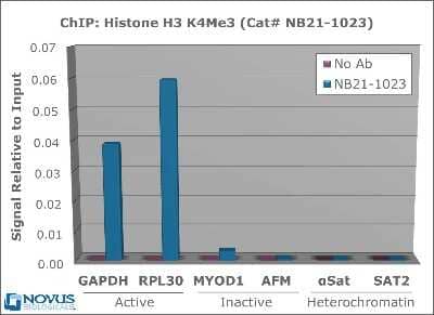 Chromatin Immunoprecipitation: RPL30 primer [NBP1-71651] - 2 ug of NB21-1023 was used to IP DNA from fixed Hela cells alongside a no antibody (No Ab) control. DNA was measured by qRT-PCR and normalized to total input (input=1).