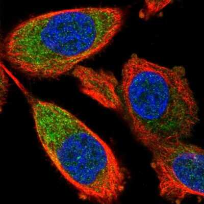 <b>Independent Antibodies Validation. </b>Immunocytochemistry/Immunofluorescence: RPL32 Antibody [NBP2-30682] - Staining of human cell line PC-3 shows positivity in cytoplasm & centrosome.