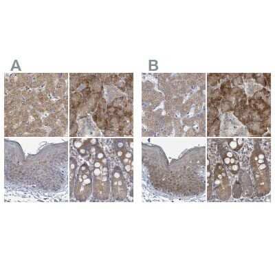 Immunohistochemistry-Paraffin: RPL32 Antibody [NBP2-30682] - Staining of human liver, pancreas, skin and small intestine using Anti-RPL32 antibody NBP2-30682 (A) shows similar protein distribution across tissues to independent antibody NBP2-48874 (B).