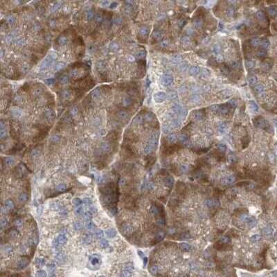 Immunohistochemistry-Paraffin: RPL32 Antibody [NBP2-30682] - Staining of human pancreas.