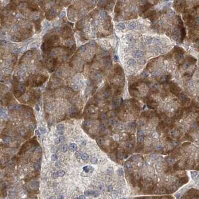 Immunohistochemistry-Paraffin: RPL32 Antibody [NBP2-48874] - Staining of human pancreas.