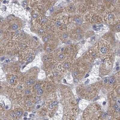 Immunohistochemistry-Paraffin: RPL32 Antibody [NBP2-48874] - Staining of human liver.