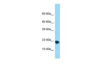 Western Blot: RPL32 Antibody [NBP3-10535] - Western blot analysis of RPL32 in Mouse Heart as a positive control. Antibody dilution at 1.0 ug/ml