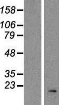 Western Blot: RPL32 Overexpression Lysate (Adult Normal) [NBP2-09116] Left-Empty vector transfected control cell lysate (HEK293 cell lysate); Right -Over-expression Lysate for RPL32.