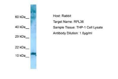 Western Blot: RPL36 Antibody [NBP1-98591] - Antibody Dilution: 1.0ug/ml Sample Tissue: THP-1 cell lysate.