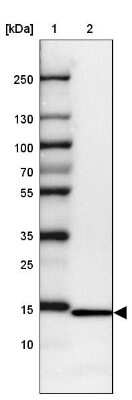 Western Blot RPL36 Antibody - BSA Free