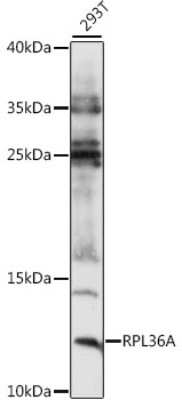Western Blot: RPL36A Antibody [NBP2-93254] - Analysis of extracts of 293T cells, using RPL36A at 1:1000 dilution.Secondary antibody: HRP Goat Anti-Rabbit IgG (H+L) at 1:10000 dilution.Lysates/proteins: 25ug per lane.Blocking buffer: 3% nonfat dry milk in TBST.Detection: ECL Basic Kit .Exposure time: