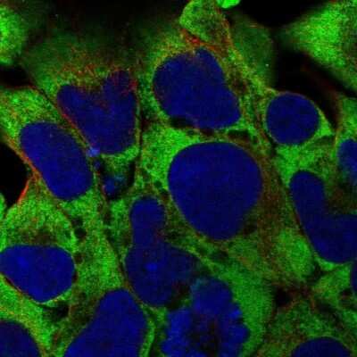 Immunocytochemistry/ Immunofluorescence RPL38 Antibody