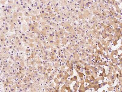 Immunohistochemistry-Paraffin: RPL39L Antibody [NBP2-97619] - Immunochemical staining of human RPL39L in human liver with rabbit polyclonal antibody at 1:100 dilution, formalin-fixed paraffin embedded sections.