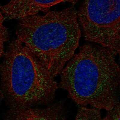 Immunocytochemistry/Immunofluorescence: RPP14 Antibody [NBP2-57532] - Staining of human cell line U-2 OS shows localization to nucleoli & mitochondria.