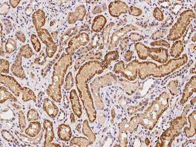 Immunohistochemistry-Paraffin: RPP14 Antibody [NBP2-98043] - Immunochemical staining of human RPP14 in human kidney with rabbit polyclonal antibody at 1:100 dilution, formalin-fixed paraffin embedded sections.