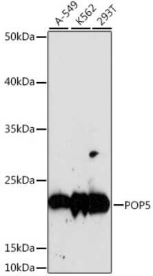 Western Blot RPP20 Antibody - Azide and BSA Free