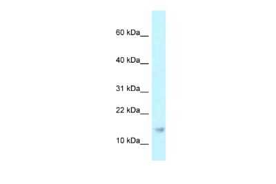 Western Blot RPP21 Antibody - BSA Free