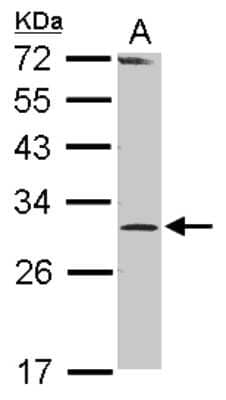 Western Blot RPP30 Antibody