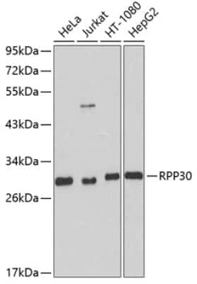 Western Blot RPP30 Antibody - BSA Free