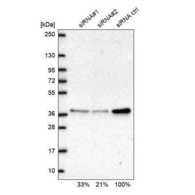 Western Blot RPP38 Antibody